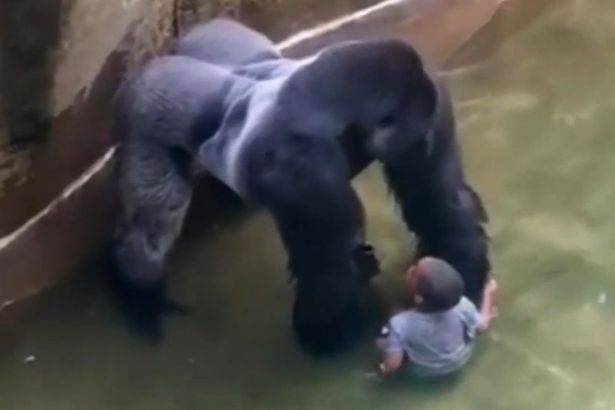 VID-Harambe-a-male-silverback-gorilla-at-Cincinnati-Zoo